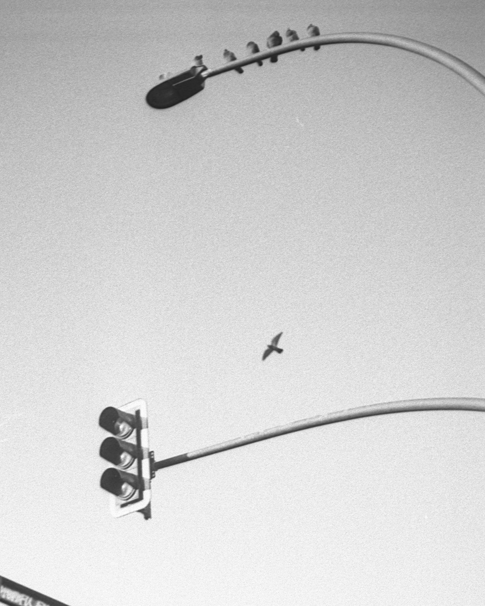 Birds and Infrastructure